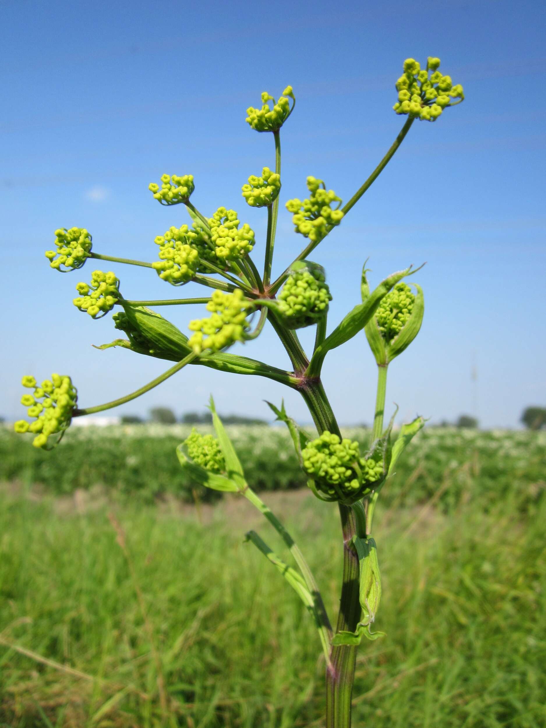 Image of wild parsnip