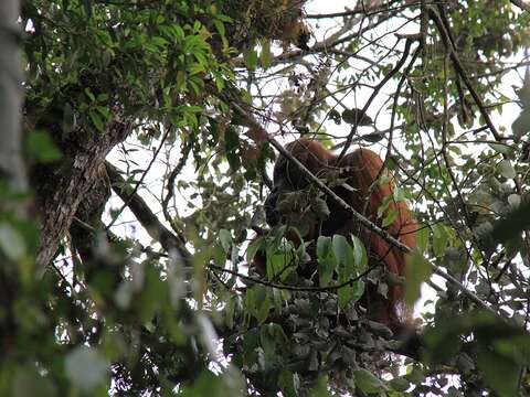 Image of Sumatran orangutan