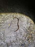 Image of Desert Banded Snake