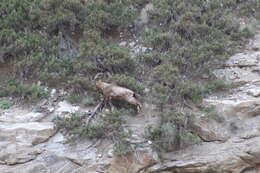 Image of Asiatic Ibex