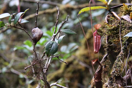 Image of Nepenthes densiflora Danser