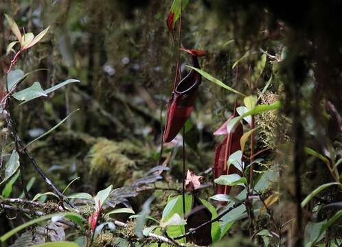 Image of Nepenthes densiflora Danser