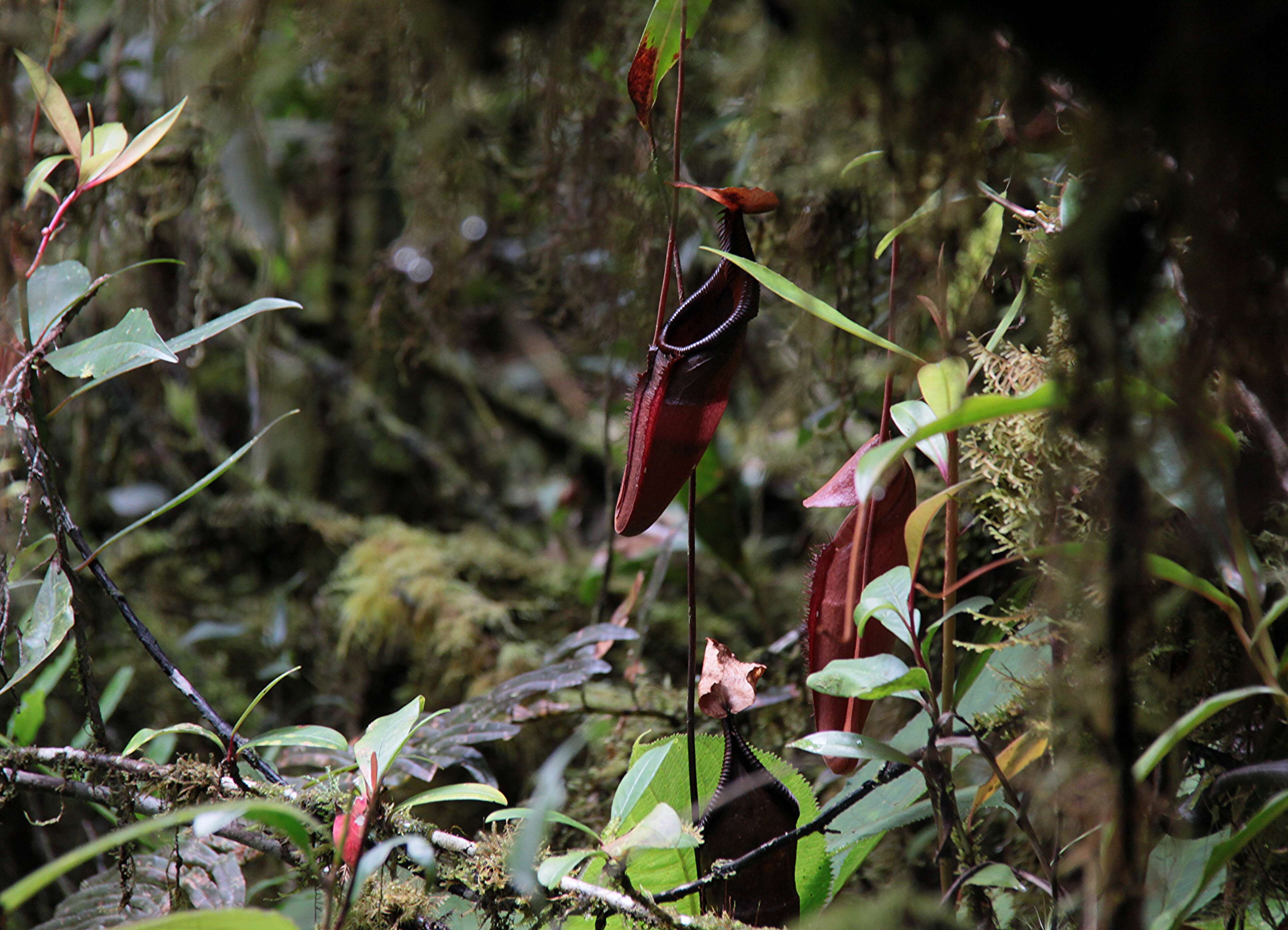 Image of Nepenthes densiflora Danser