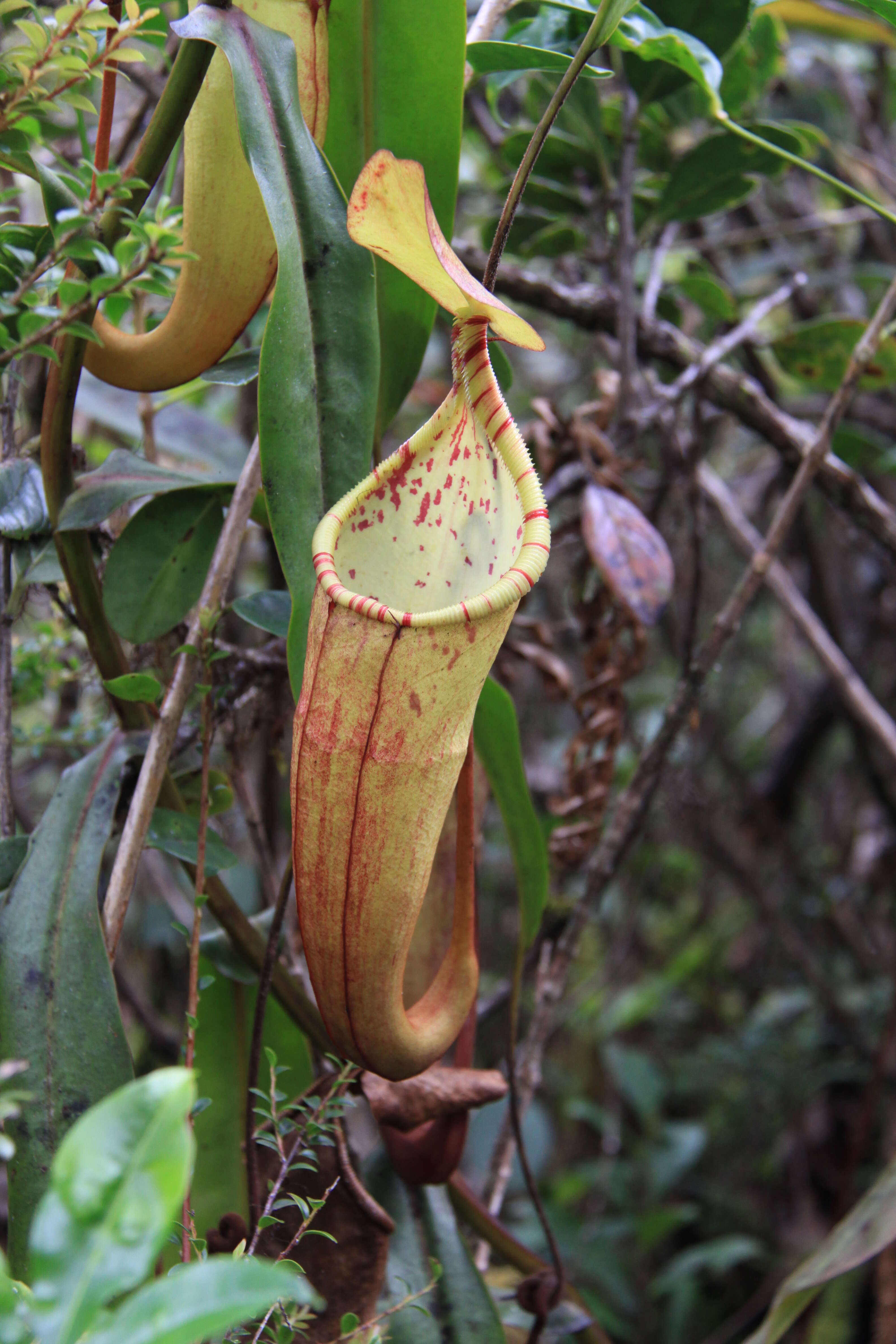 Image of Nepenthes densiflora Danser