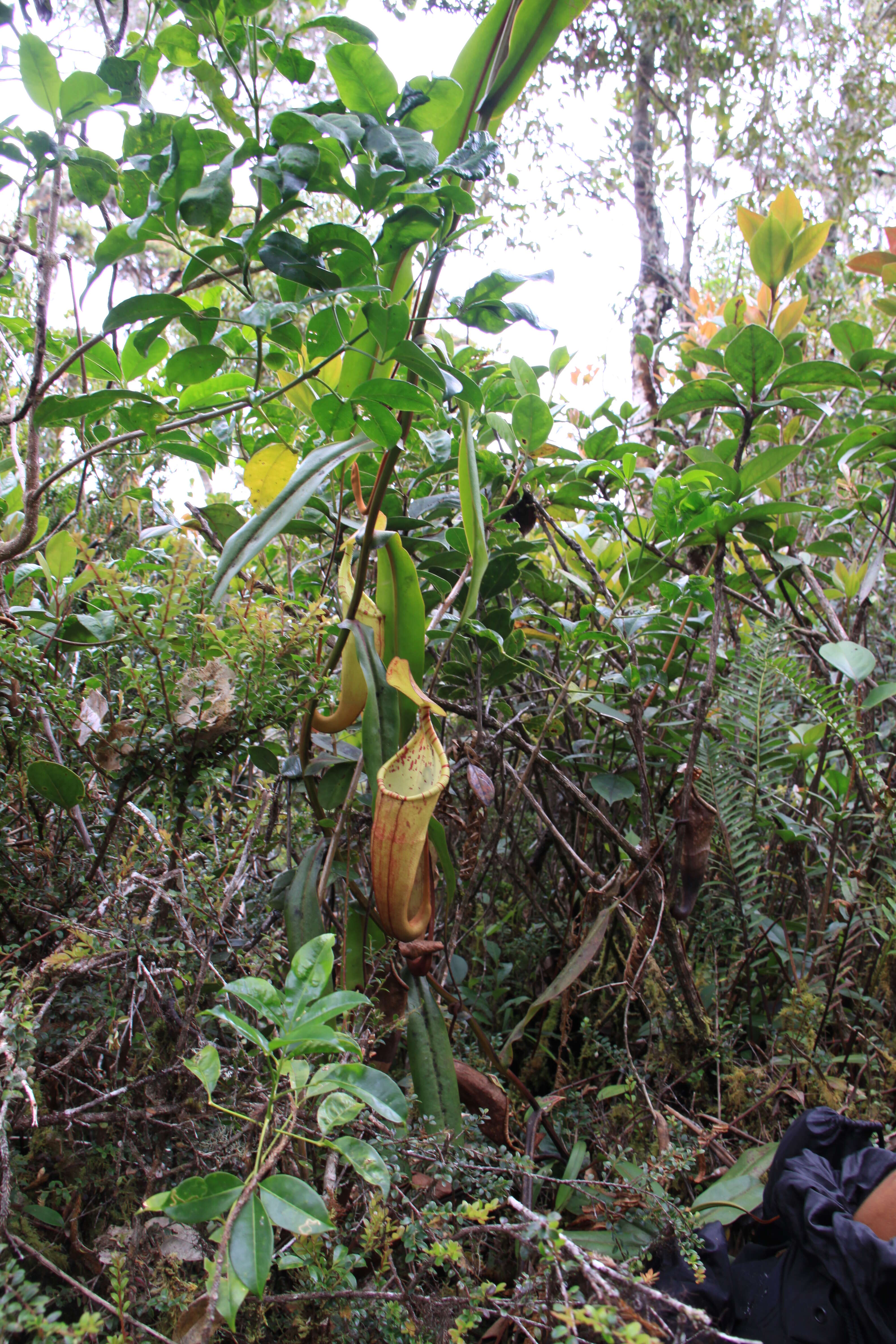 Image of Nepenthes densiflora Danser