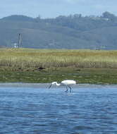 Image of Egretta garzetta garzetta (Linnaeus 1766)