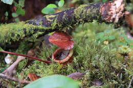 Image of Nepenthes densiflora Danser