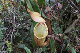 Image of Nepenthes densiflora Danser