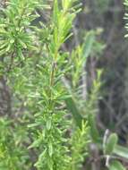 Image of Apalachicola false rosemary