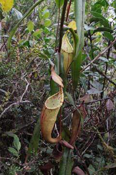 Image of Nepenthes densiflora Danser