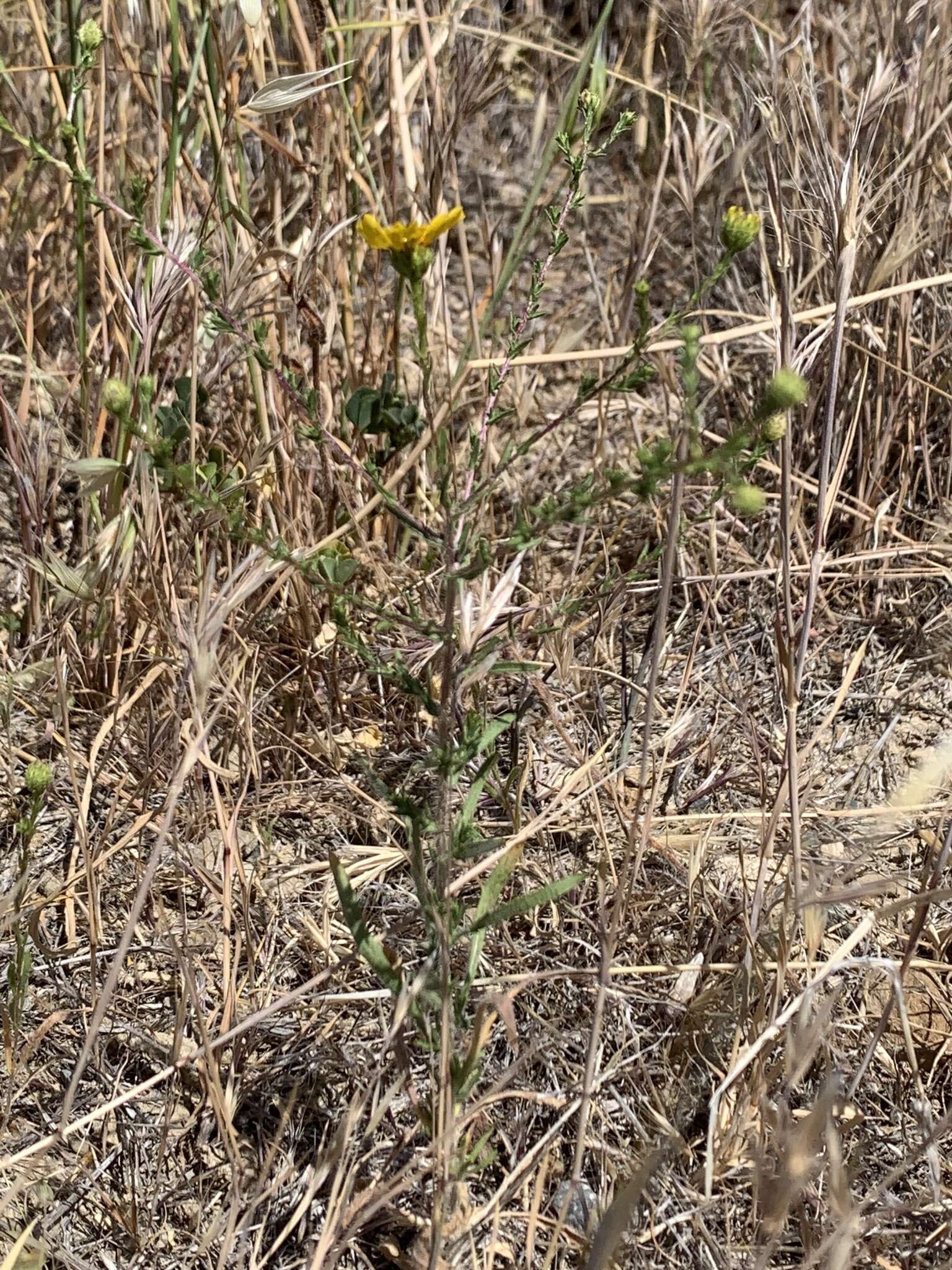 Image of San Joaquin tarweed