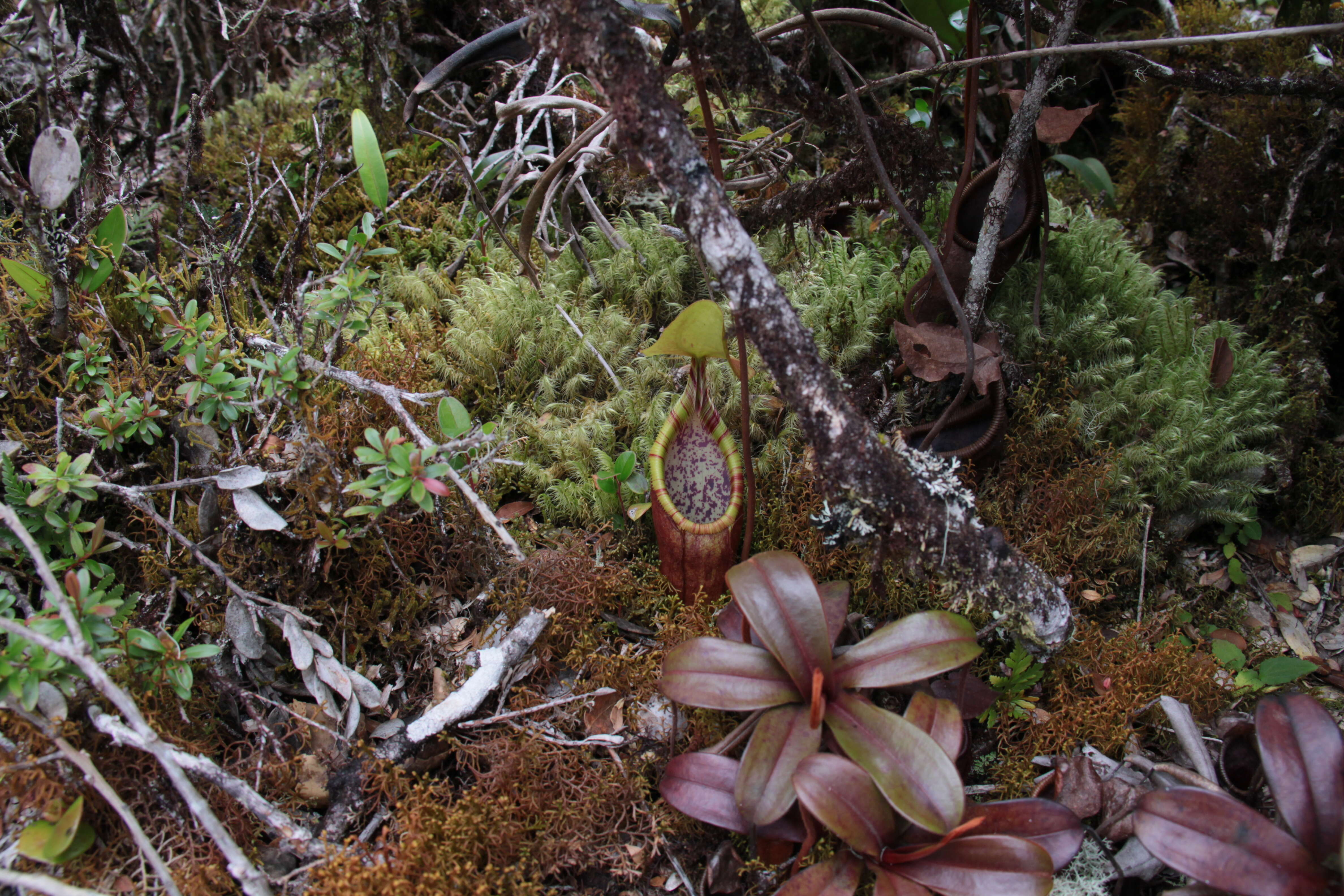 Image of Nepenthes densiflora Danser