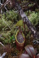 Image of Nepenthes densiflora Danser