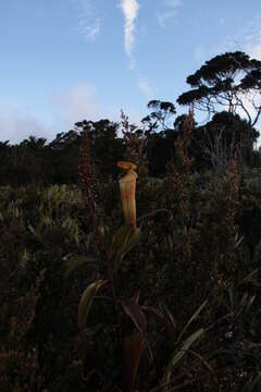 Image of Nepenthes densiflora Danser