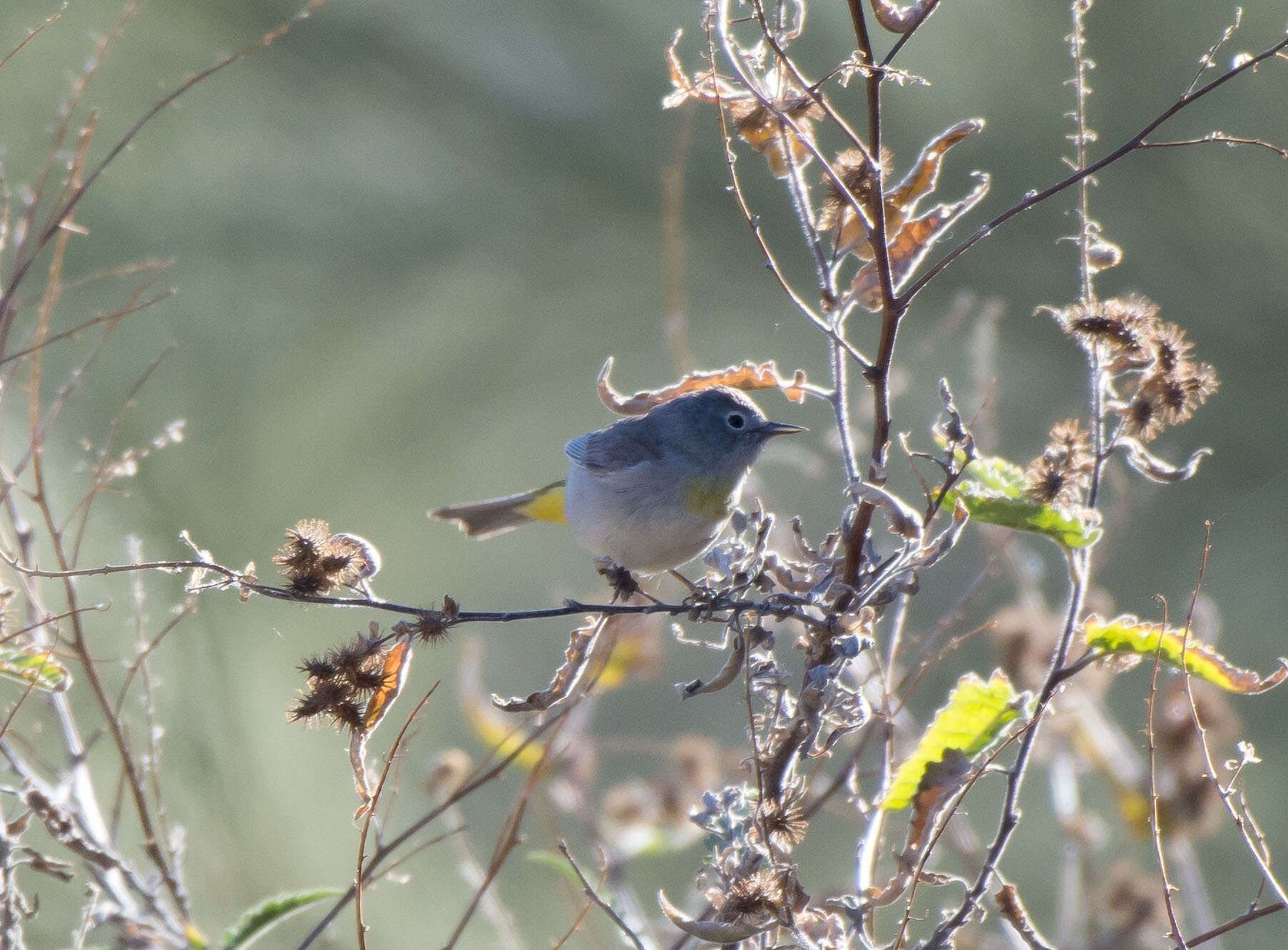 Image of Virginia's Warbler