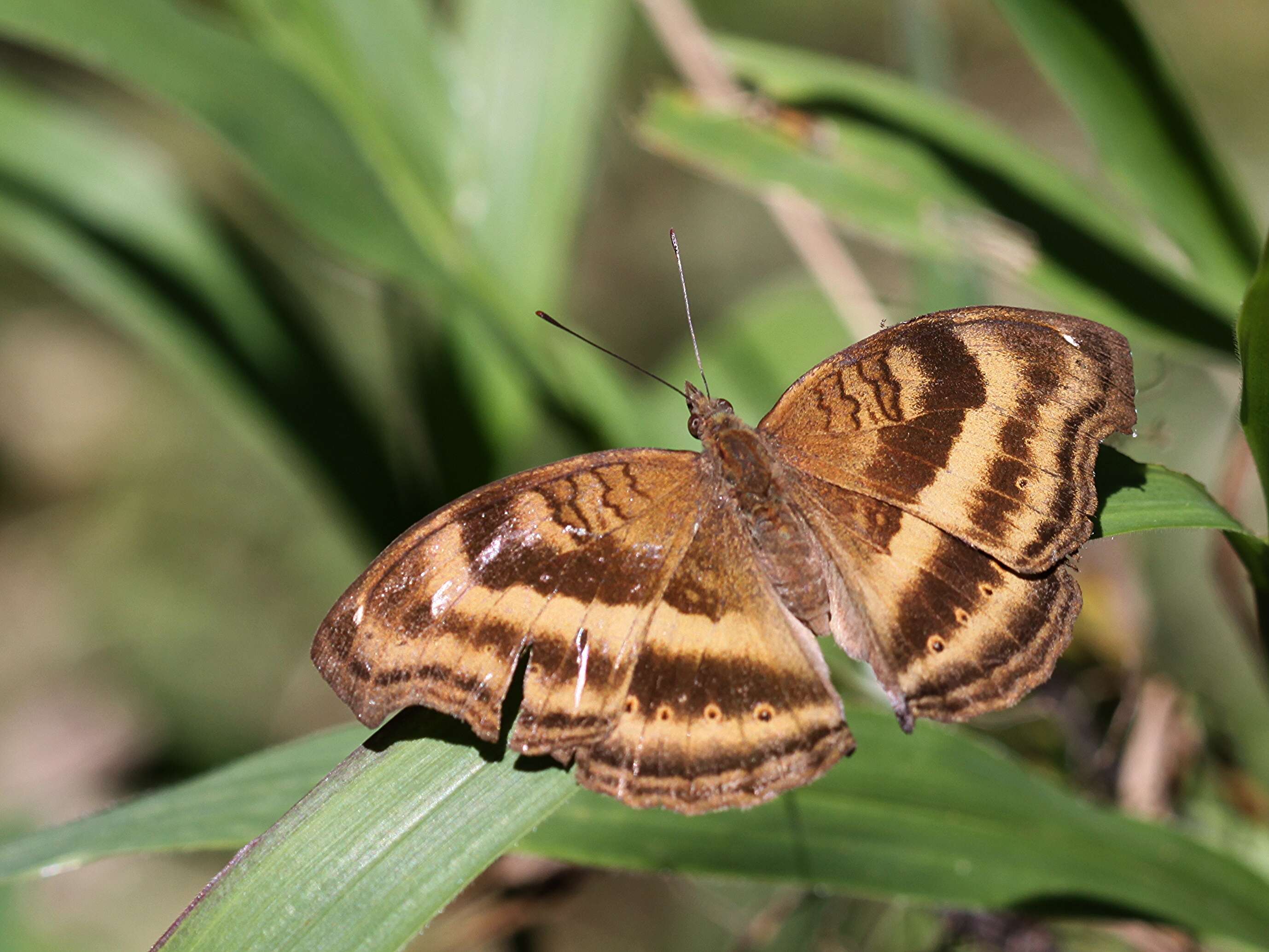 Image of chocolate pansy