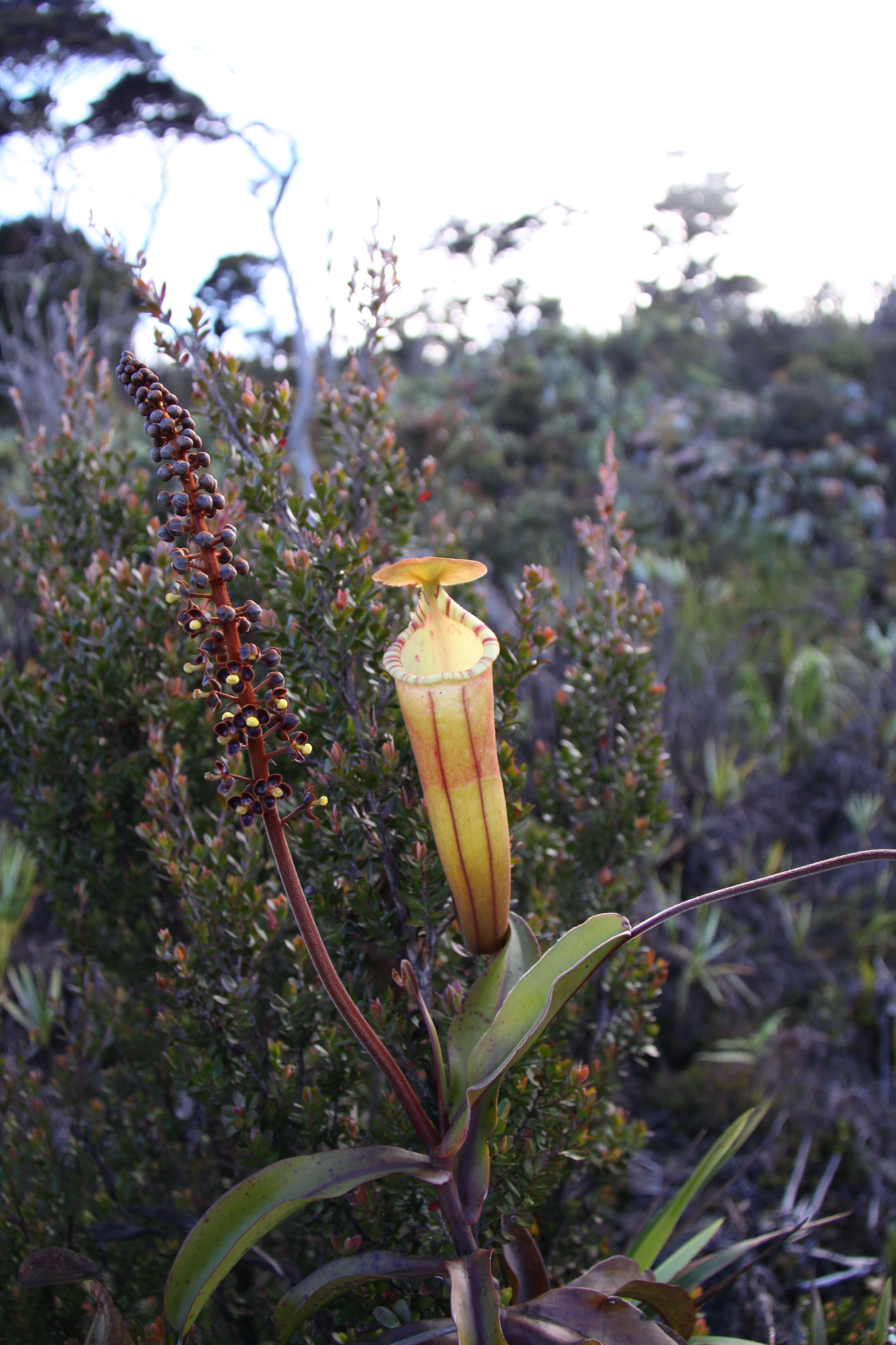 Image of Nepenthes densiflora Danser