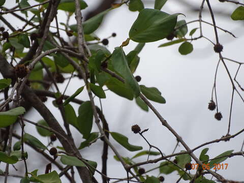 Image of Mitragyna parvifolia (Roxb.) Korth.