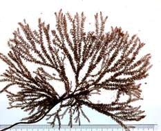 Image of Echinothamnion Kylin 1956