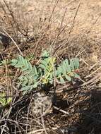 Image of Astragalus oleaefolius DC.