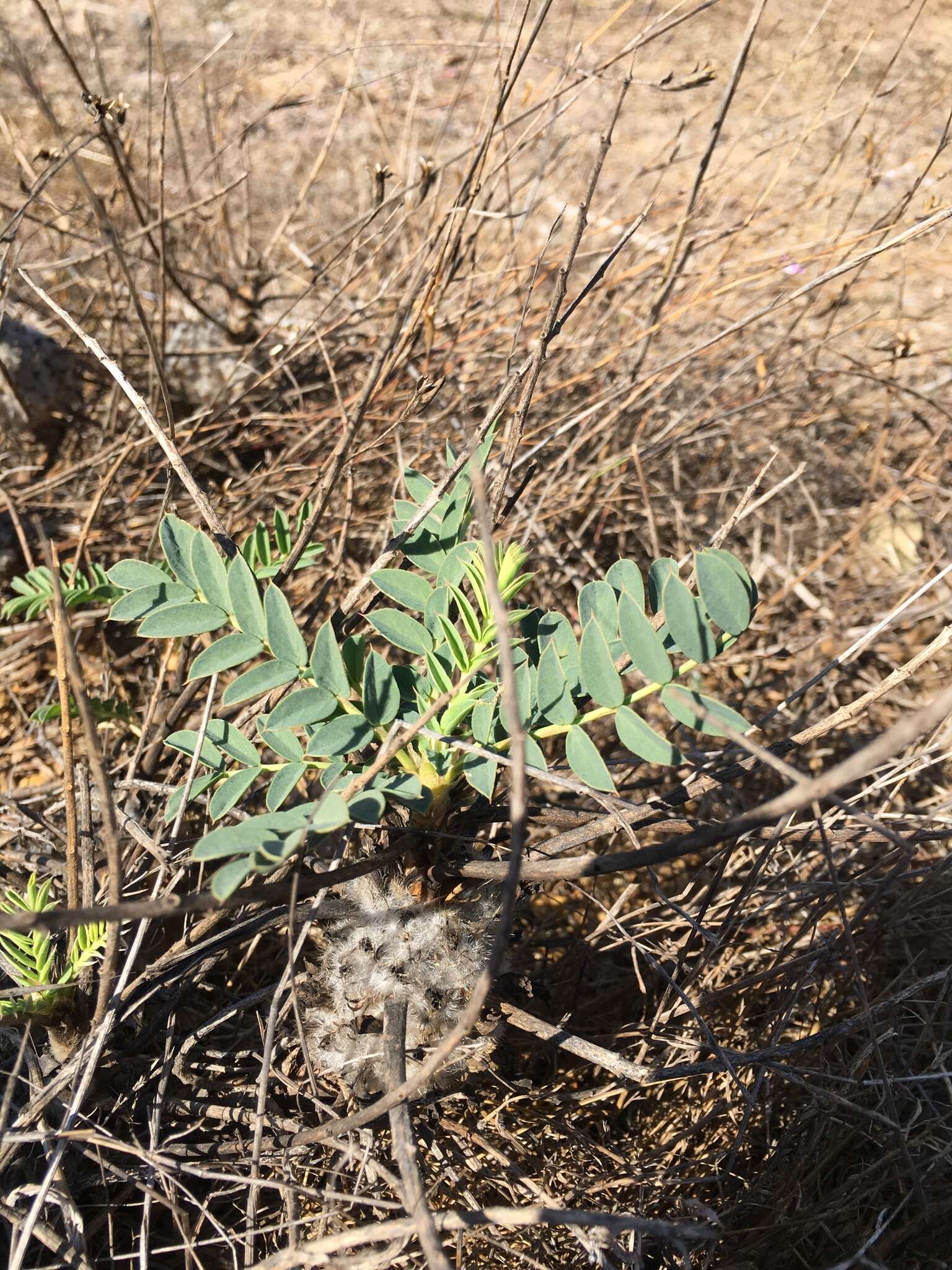 Imagem de Astragalus oleaefolius DC.