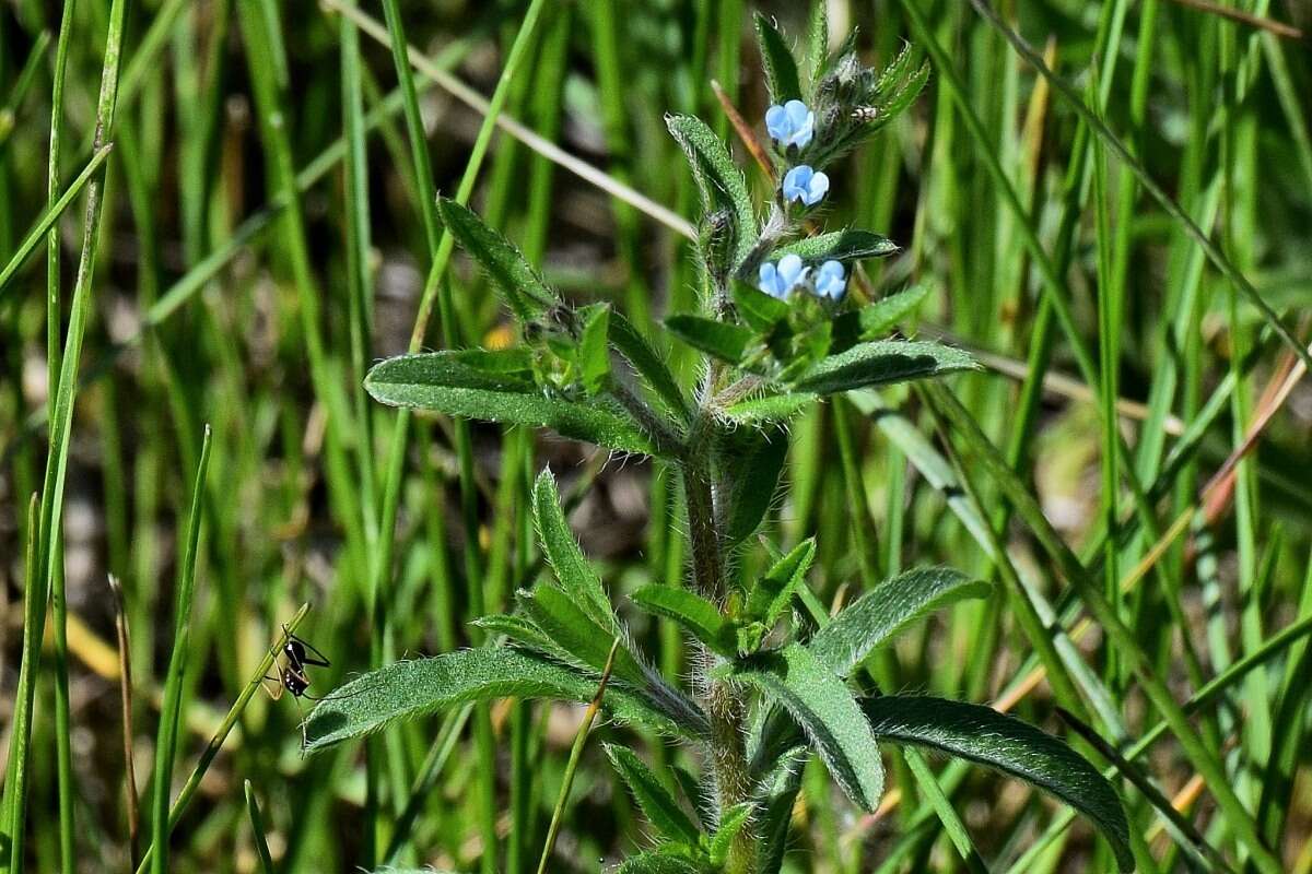 Image of European stickseed