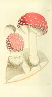 Image of Fly agaric