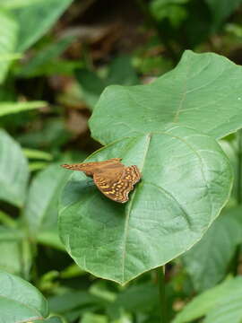 Image of Junonia chorimene Guérin-Meneville 1844