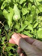 Imagem de Xenostegia tridentata (L.) D. F. Austin & Staples