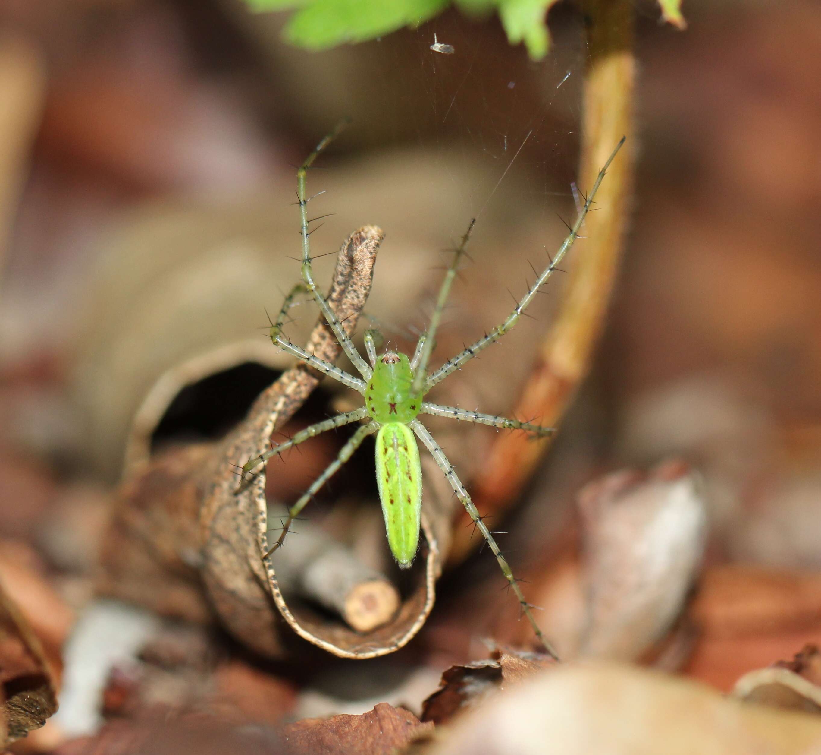 Image of Peucetia