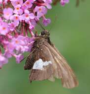 Image of Silver-spotted Skipper