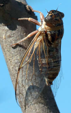 Image of Diceroprocta eugraphica (Davis & W. T. 1916)