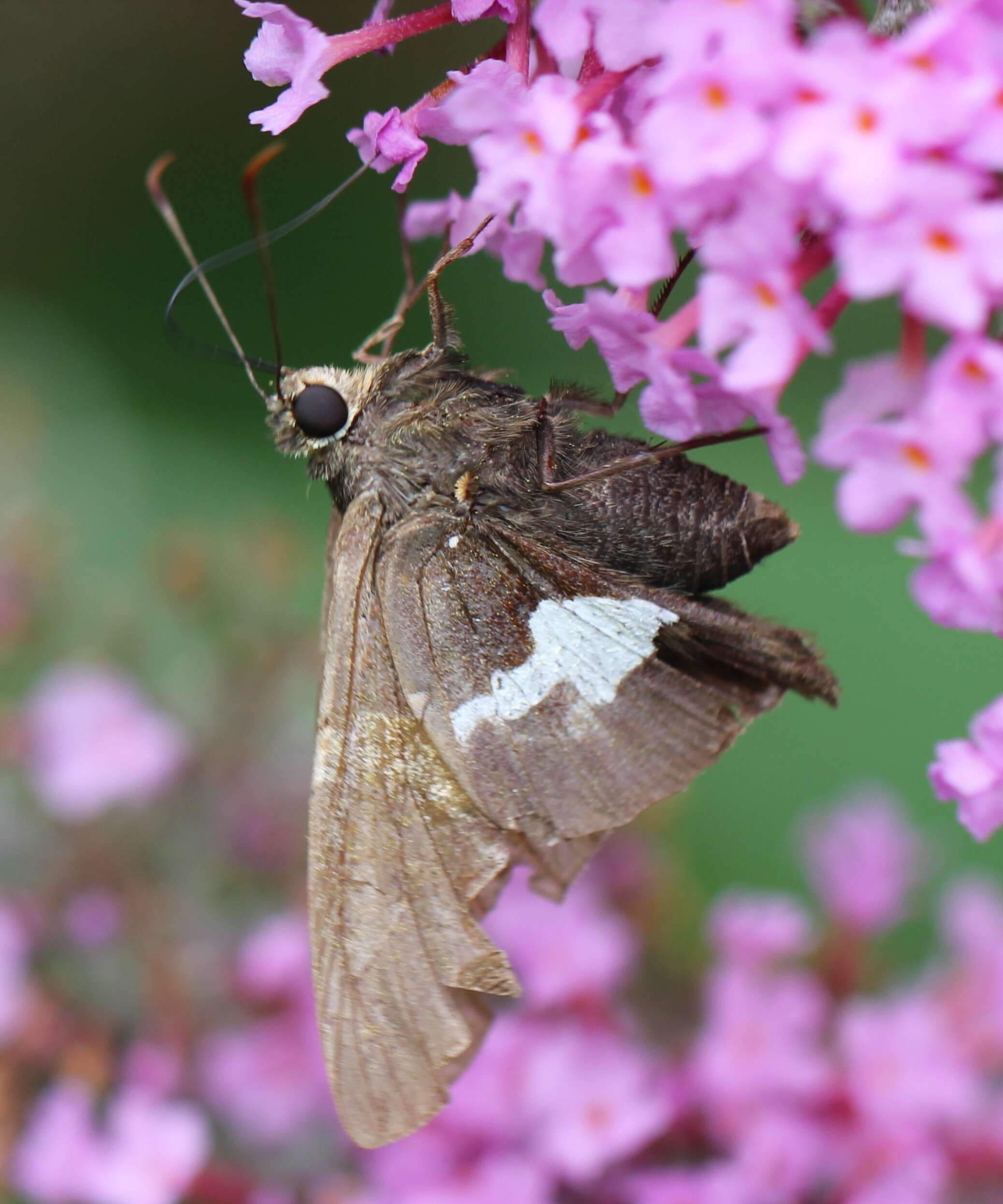 Imagem de Epargyreus clarus Cramer 1775