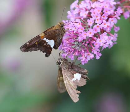 Image of Silver-spotted Skipper