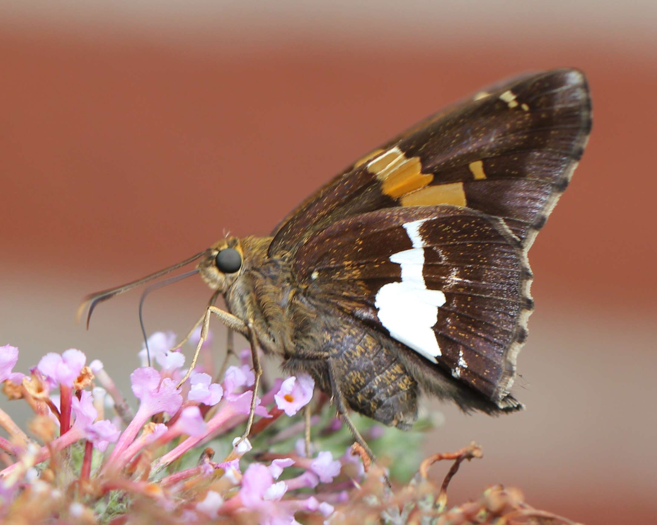 Image of Silver-spotted Skipper