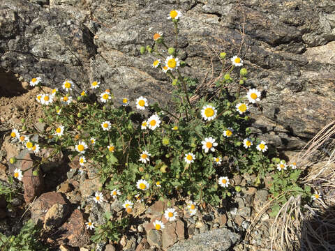 Image of Emory's rockdaisy