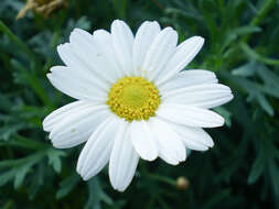 Image of marguerite