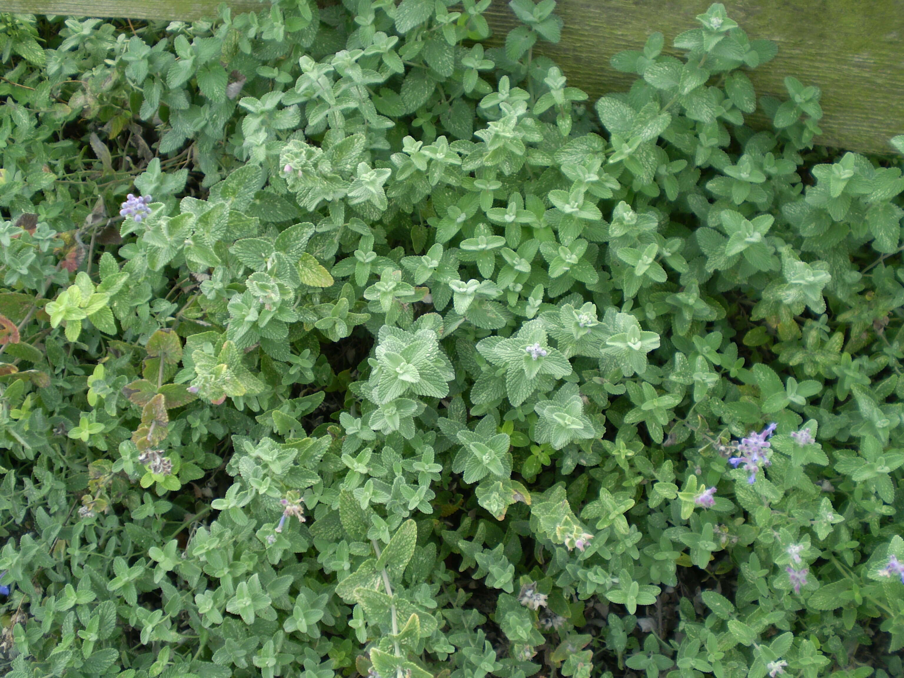 Image of Nepeta faassenii Bergmans ex Stearn