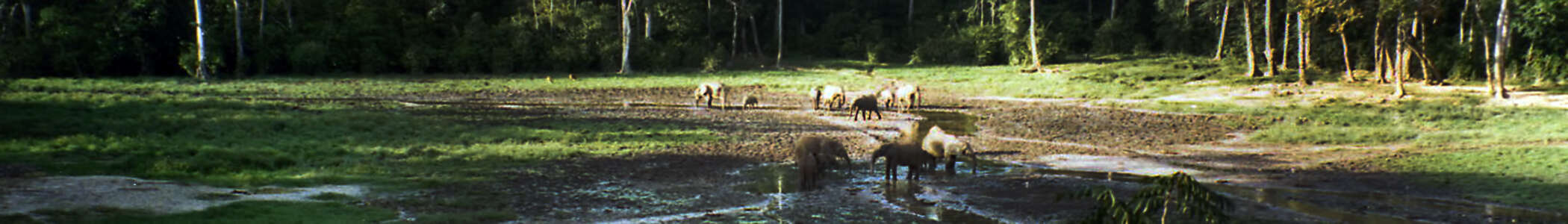 Image of African forest elephant