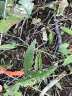 Image of common hawkweed