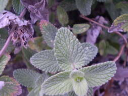 Image of Nepeta faassenii Bergmans ex Stearn