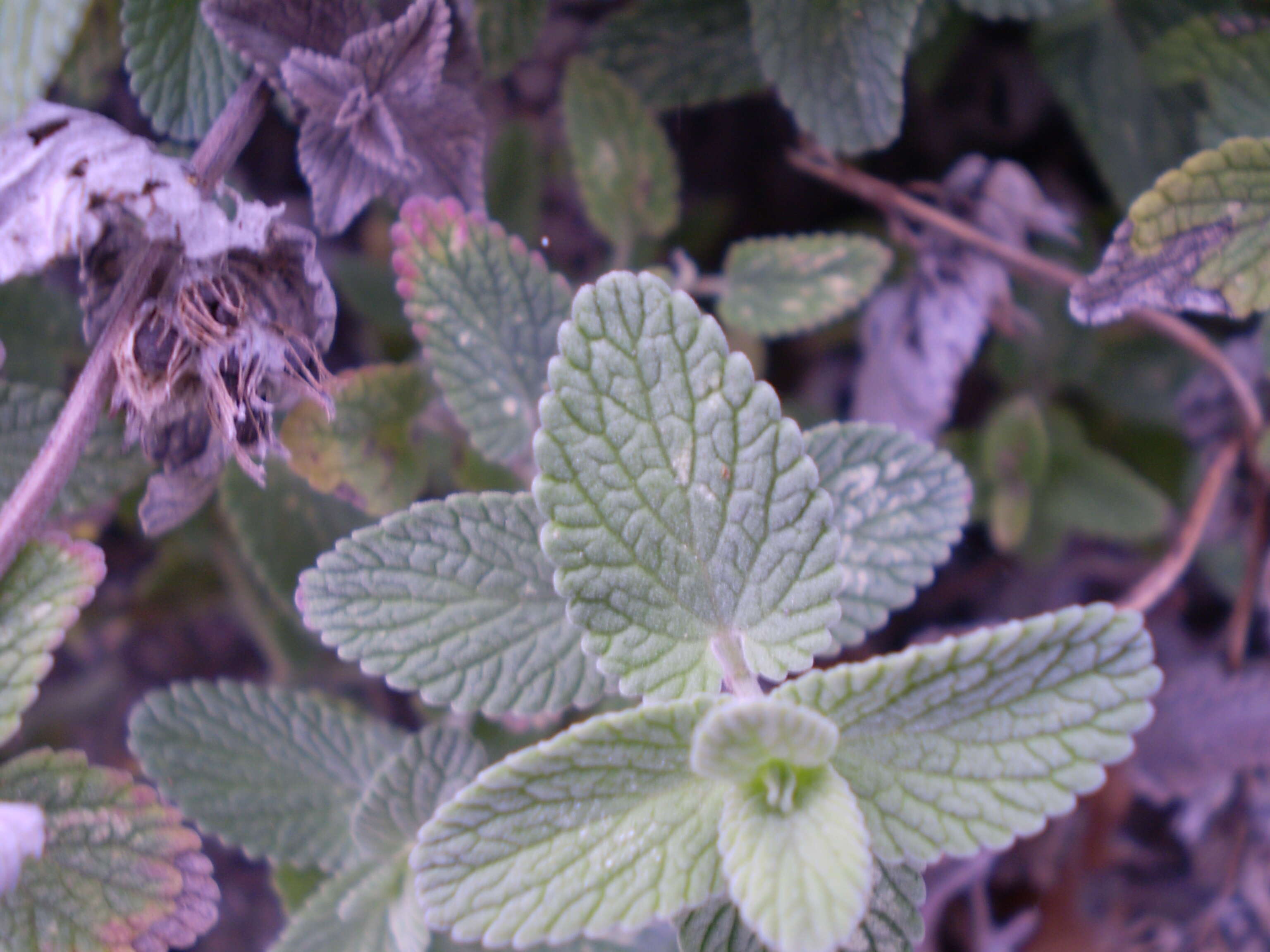 Image of Nepeta faassenii Bergmans ex Stearn