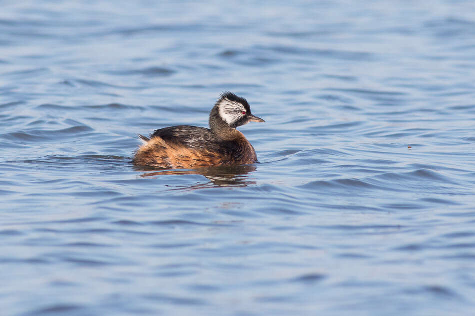 Image of White-tufted Grebe