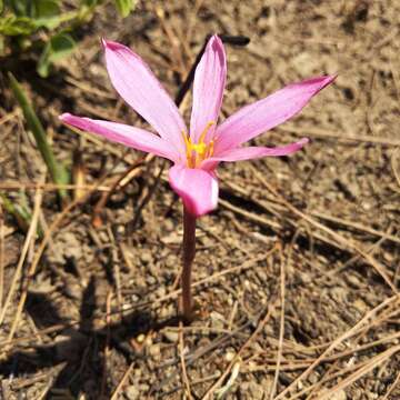 Imagem de Zephyranthes fosteri Traub