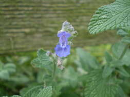 Image of Nepeta faassenii Bergmans ex Stearn