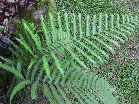 Image of Jeweled Maiden Fern