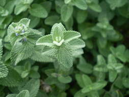 Image of Nepeta faassenii Bergmans ex Stearn