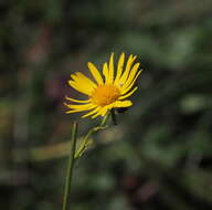 Слика од Jacobaea subalpina (W. D. J. Koch) Pelser & Veldkamp