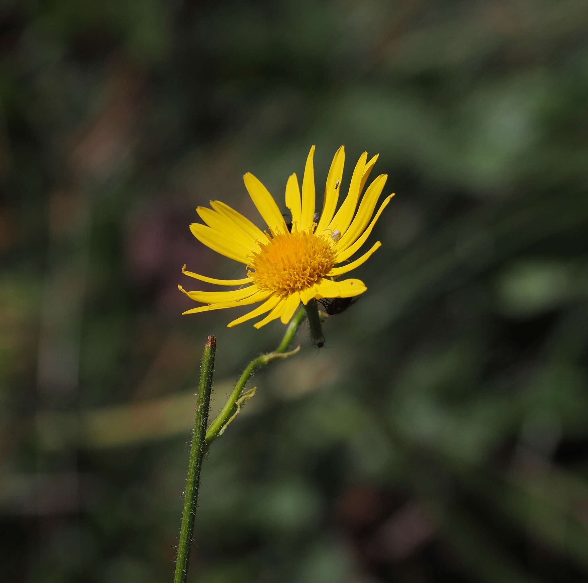 Слика од Jacobaea subalpina (W. D. J. Koch) Pelser & Veldkamp