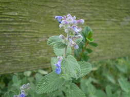 Image of Nepeta faassenii Bergmans ex Stearn